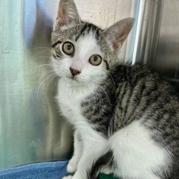 Peaches -  Domestic Short Hair Cat for Adoption in Matteson, Illinois - Peaches | PetCurious