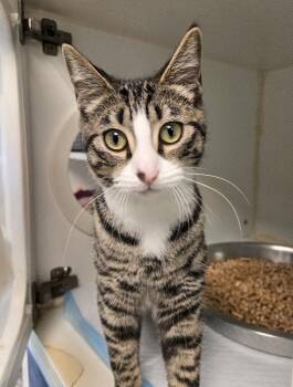 Baby Fig -  Domestic Short Hair Cat for Adoption in Bellingham, Washington - Baby Fig | PetCurious