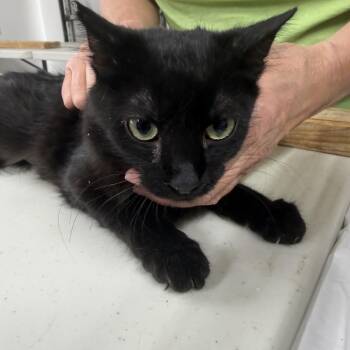 Burmese Cats Available for Adoption in Las Vegas, Nevada - Color Dazed | PetCurious