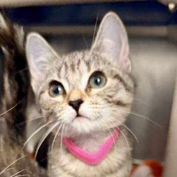 Domestic Short Hair Cats Available for Adoption in Palm Springs, California - Claudia | PetCurious