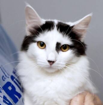 Filomena (AO37635) -  Domestic Long Hair Cat for Adoption in Kansas City, Kansas - Filomena (AO37635) | PetCurious