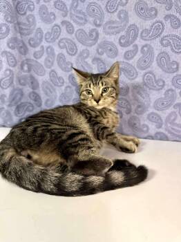 Rescue Tabby and Domestic Short Hair Cats for Adoption in Greensburg, Pennsylvania - Tony | PetCurious
