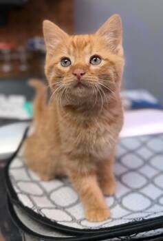 Archie -  Domestic Medium Hair Cat for Adoption in Valley Park, Oklahoma - Archie | PetCurious