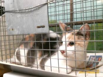CHLOE -  Domestic Short Hair Cat for Adoption in Houston, Texas - CHLOE | PetCurious