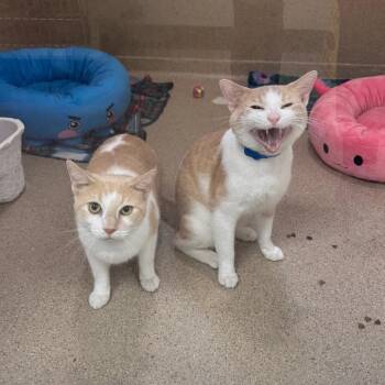 Duluth -  Domestic Short Hair Cat for Adoption in Pekin, Illinois - Duluth | PetCurious