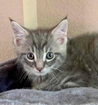 Pretzel -  Domestic Short Hair Cat for Adoption in Columbia, Illinois - Pretzel | PetCurious
