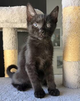 Amoeba -  Domestic Short Hair Cat for Adoption in Oakland, California - Amoeba | PetCurious