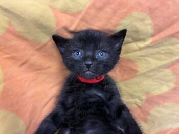 NARANCIA -  Domestic Short Hair Cat for Adoption in Pensacola, Florida - NARANCIA | PetCurious