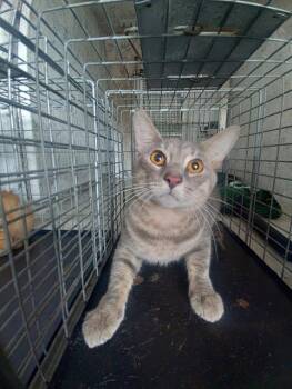 Rescue Domestic Short Hair Cats for Adoption in Fort Lauderdale, Florida - PAT THE CAT | PetCurious