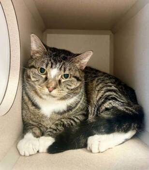 Diablo -  Domestic Short Hair Cat for Adoption in Bowling Green, Kentucky - Diablo | PetCurious
