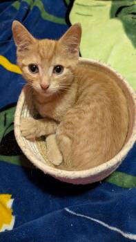 Cosmo -  Domestic Short Hair Cat for Adoption in Bethel Park, Pennsylvania - Cosmo | PetCurious