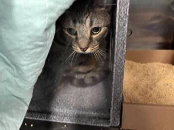 Summer -  Domestic Short Hair Cat for Adoption in New York, New York - Summer | PetCurious