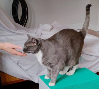 Rescue American Shorthair Cats for Adoption - Happy | PetCurious