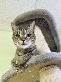 Rescue American Shorthair Cats for Adoption in Tunica, Mississippi - McKenzie | PetCurious