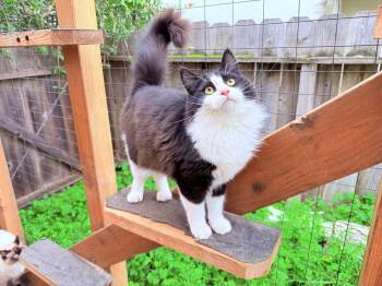 Domestic Long Hair Cats Available for Adoption - ISLA | PetCurious