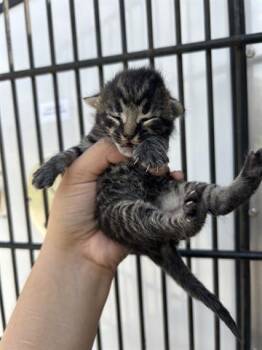 Domestic Short Hair Cats Available for Adoption in Houston, Texas - A653376 | PetCurious
