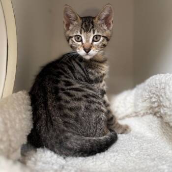 Domestic Short Hair Cats Available for Adoption in Riverside, California - Bee | PetCurious