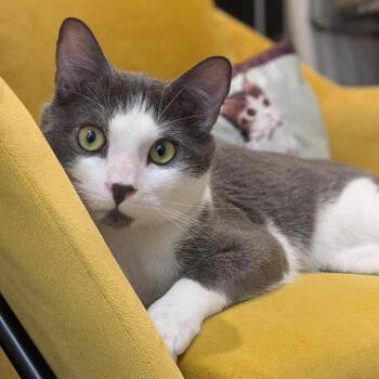Zoboomafoo -  Domestic Short Hair Cat for Adoption in Santa Rosa, California - Zoboomafoo | PetCurious