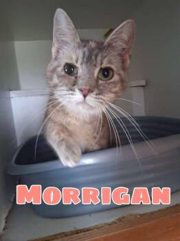 Domestic Short Hair Cats Available for Adoption in Hillsboro, Ohio - Morrigan | PetCurious