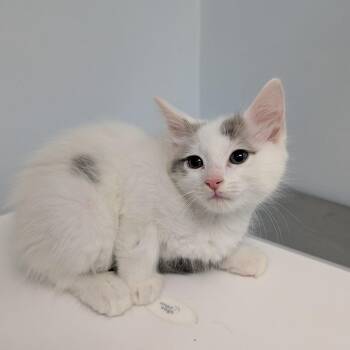 Tegan -  Domestic Short Hair Cat for Adoption in Indianapolis, Indiana - Tegan | PetCurious
