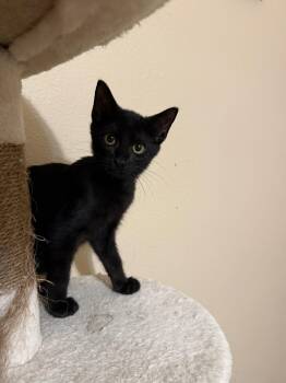 Penelope -  Domestic Short Hair Cat for Adoption in The Woodlands, Texas - Penelope | PetCurious