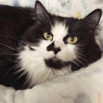 Rescue Domestic Long Hair Cats for Adoption in Littleton, New Hampshire - Minnie | PetCurious