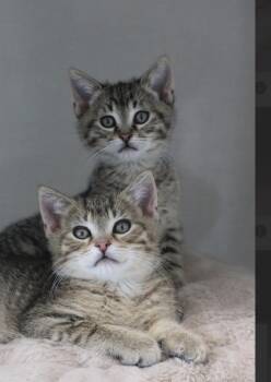 Tonic -  Domestic Short Hair Cat Available for Adoption in Steinbach, Manitoba - Tonic | PetCurious