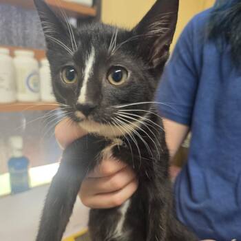 Dumpling -  Domestic Short Hair Cat for Adoption in Corinth, Mississippi - Dumpling | PetCurious