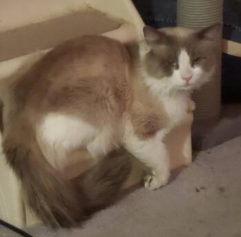 Mr. Sookie -  Ragdoll and Siamese Cat Available for Adoption in Lancaster, California - Mr. Sookie | PetCurious