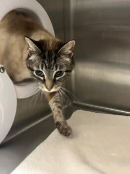 Saturn -  Domestic Short Hair Cat Available for Adoption in Clarksville, Tennessee - Saturn | PetCurious