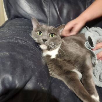 Fore FKA Confused Casserole1368 -  Domestic Short Hair Cat for Adoption in Dallas, Texas - Fore FKA Confused Casserole1368 | PetCurious