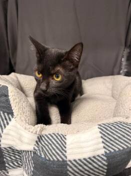 DORIS -  Domestic Short Hair Cat for Adoption in Grovetown, Georgia - DORIS | PetCurious