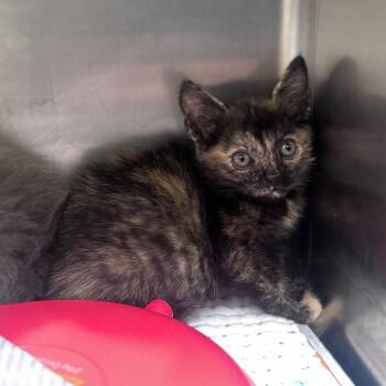 Pampers -  Domestic Short Hair Cat Available for Adoption in Winston-salem, North Carolina - Pampers | PetCurious