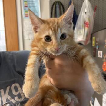Garfield -  Domestic Medium Hair Cat for Adoption in Charleston, West Virginia - Garfield | PetCurious