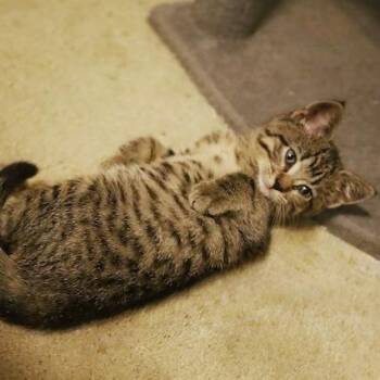 Kim -  Domestic Short Hair Cat for Adoption in Rochester, Minnesota - Kim | PetCurious