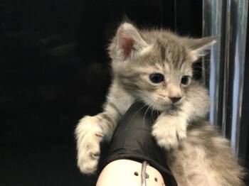 A1919141 -  Domestic Short Hair Cat for Adoption in Thousand Palms, California - A1919141 | PetCurious