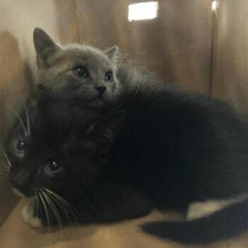 Domestic Short Hair Cats Available for Adoption - Jo | PetCurious