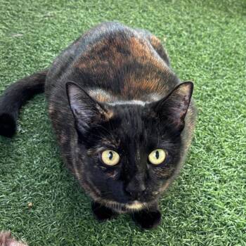 Ruby -  Domestic Short Hair Cat for Adoption in San Pablo, California - Ruby | PetCurious