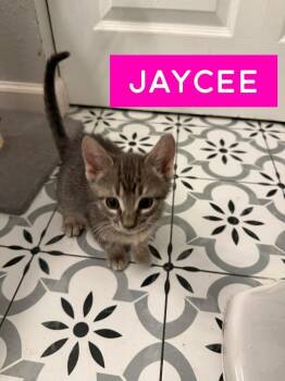 Jaycee -  Domestic Short Hair Cat for Adoption in Alafaya, Florida - Jaycee | PetCurious
