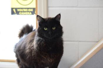 Rambo -  Domestic Long Hair Cat for Adoption in Salmon, Idaho - Rambo | PetCurious