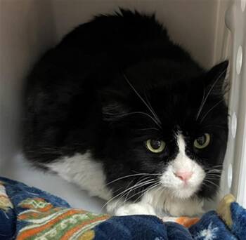 PENNY -  Domestic Short Hair Cat for Adoption in Columbia, South Carolina - PENNY | PetCurious