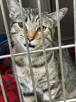 Gabby - Gray/Black Tabby - #19 -  Domestic Short Hair Cat for Adoption in Mitchell, South Dakota - Gabby - Gray/Black Tabby - #19 | PetCurious