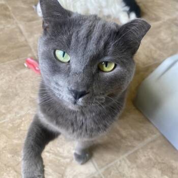 Alexa -  Domestic Short Hair Cat for Adoption in Colorado Springs, Colorado - Alexa | PetCurious