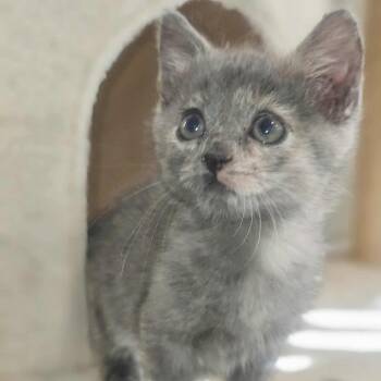 Rescue Domestic Short Hair Cats for Adoption in St. Peters, Missouri - Willow | PetCurious