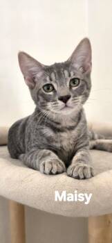 Maisy -  Tabby Cat for Adoption in Vacaville, California - Maisy | PetCurious