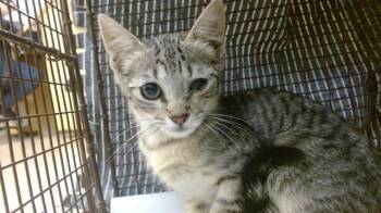 Domestic Short Hair Cats Available for Adoption - TIGRESS | PetCurious