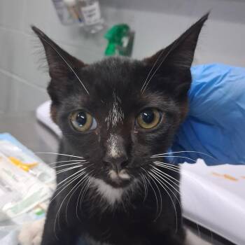 Mike -  Domestic Short Hair Cat for Adoption in Summerville, South Carolina - Mike | PetCurious