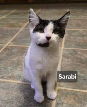 Rescue Domestic Short Hair Cats for Adoption in Windom, Minnesota - Sarabi | PetCurious