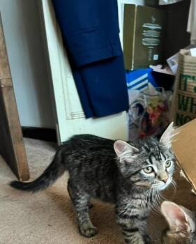 Marcus -  Domestic Short Hair Cat for Adoption in Chicago, Illinois - Marcus | PetCurious