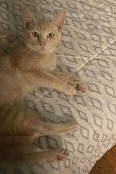 Domestic Short Hair Cats Available for Adoption - Johnson | PetCurious